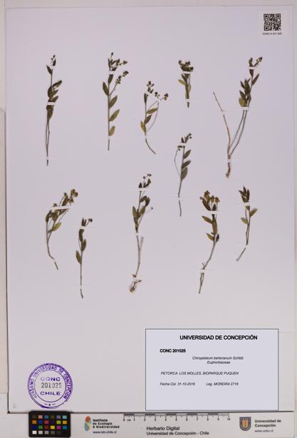 Chiropetalum berterianum [Espécimen: UDEC:CONC:0201025]