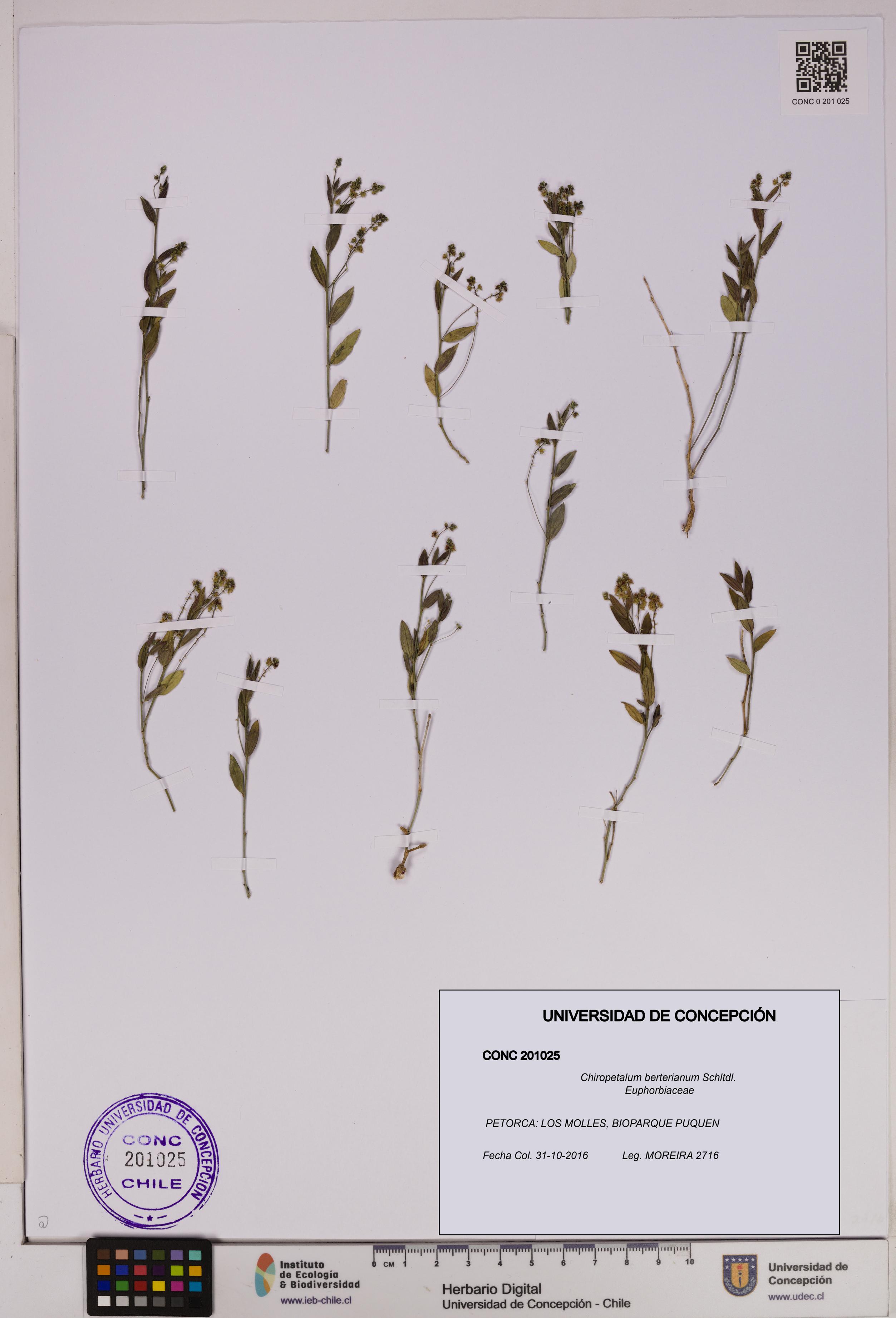 Chiropetalum berterianum [Espécimen: UDEC:CONC:0201025]