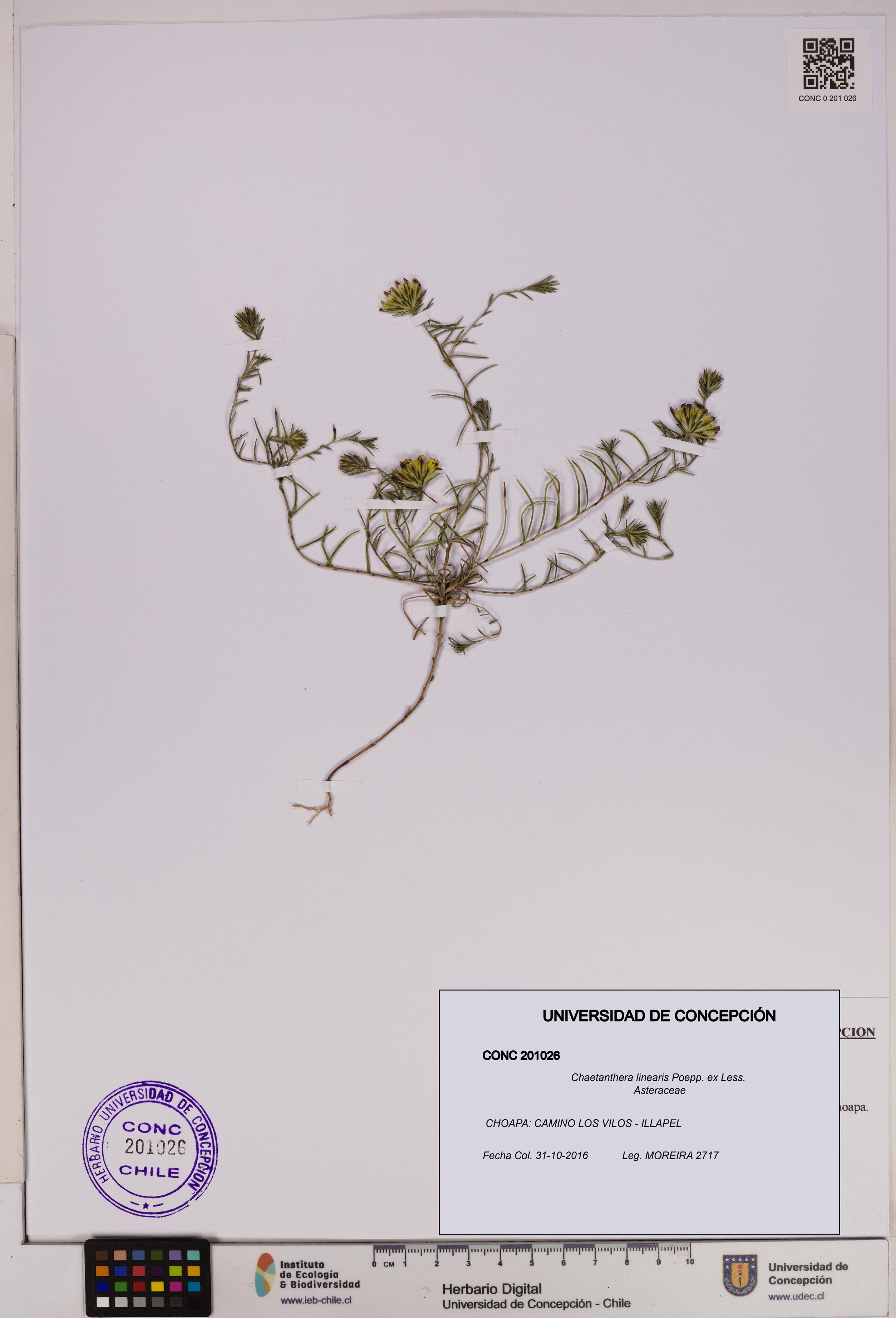 Chaetanthera linearis [Espécimen: UDEC:CONC:0201026]