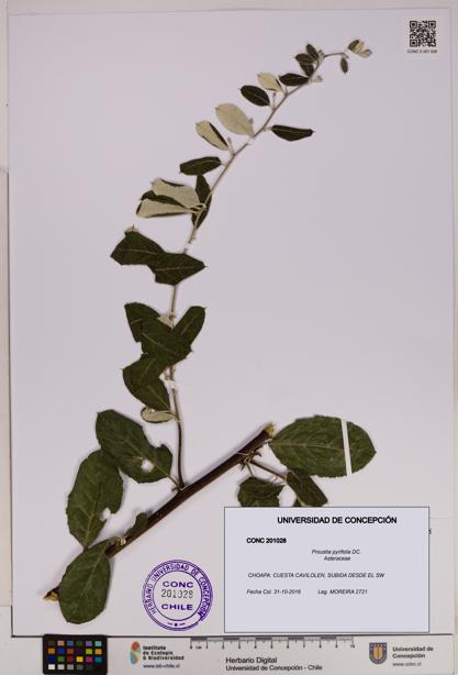 Proustia pyrifolia [Espécimen: UDEC:CONC:0201028]