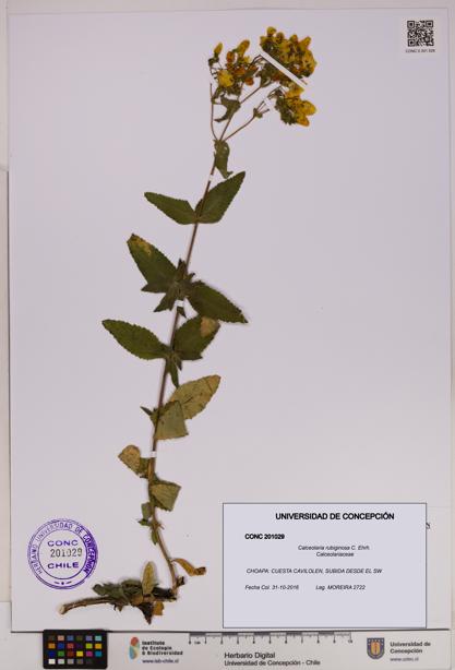 Calceolaria rubiginosa [Espécimen: UDEC:CONC:0201029]