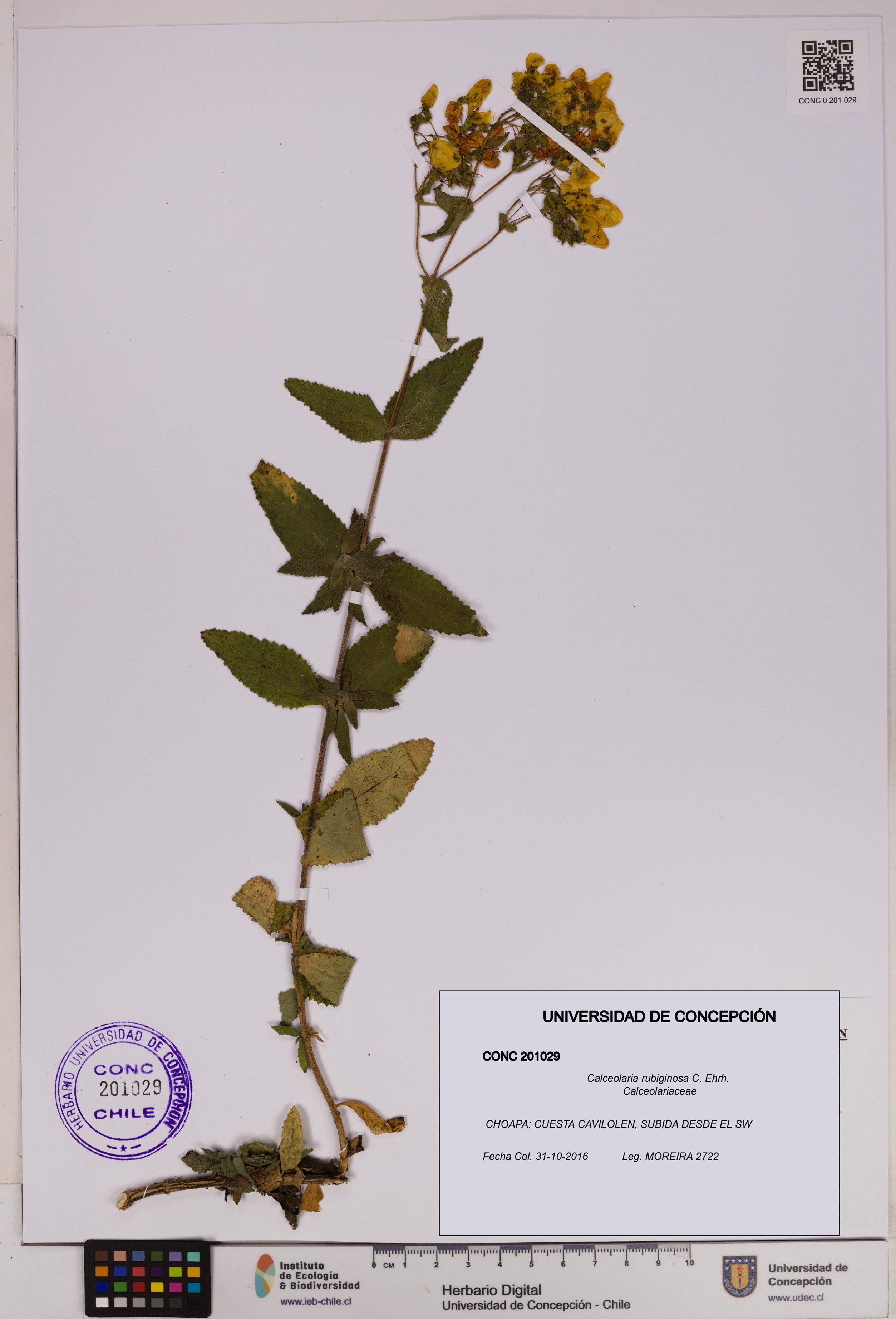 Calceolaria rubiginosa [Espécimen: UDEC:CONC:0201029]