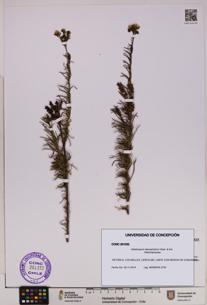 Heliotropium stenophyllum [Espécimen: UDEC:CONC:0201032]