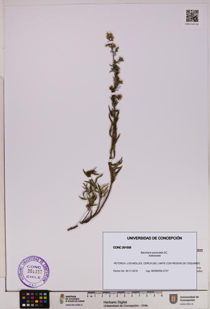 Baccharis paniculata [Espécimen: UDEC:CONC:0201033]