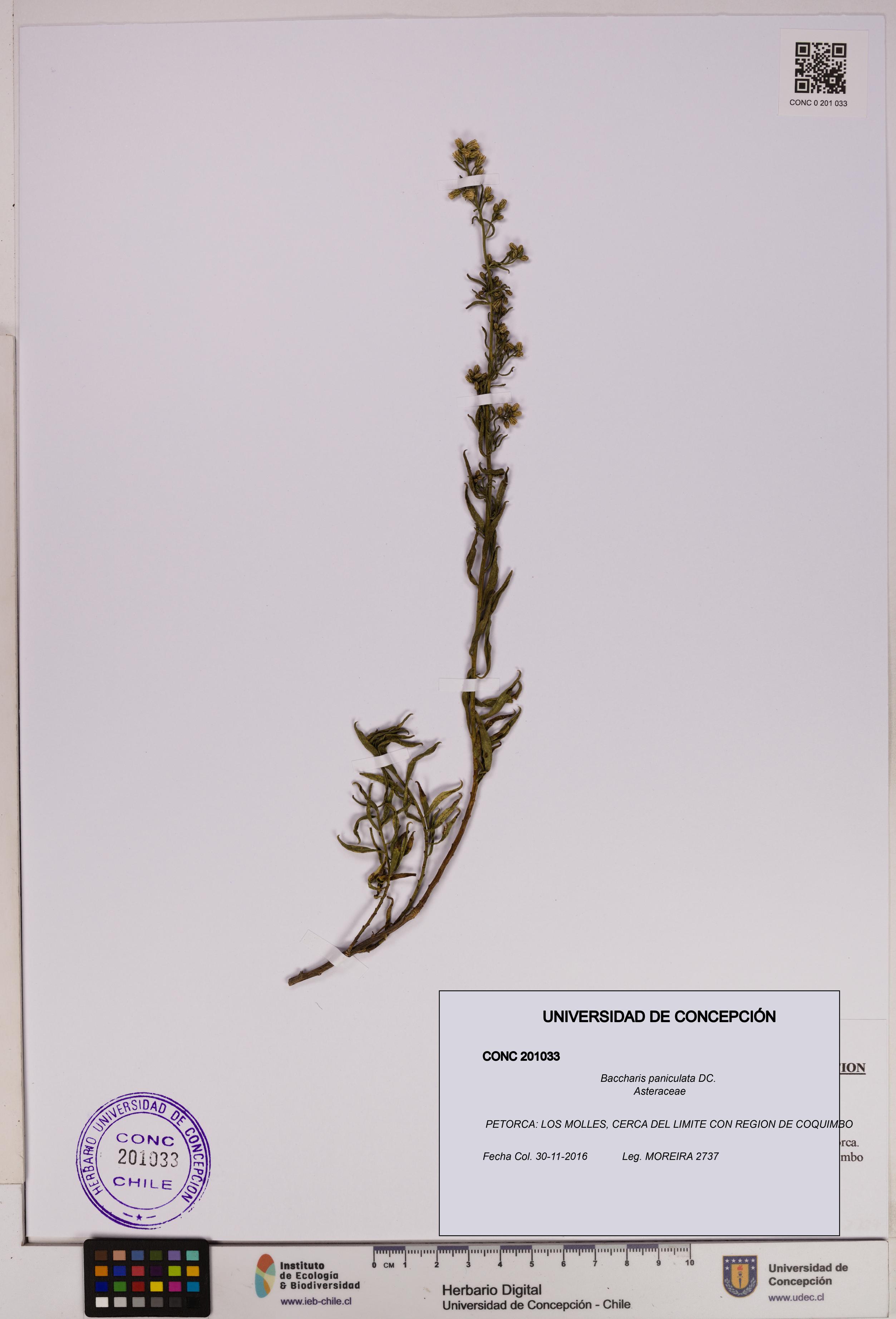 Baccharis paniculata [Espécimen: UDEC:CONC:0201033]