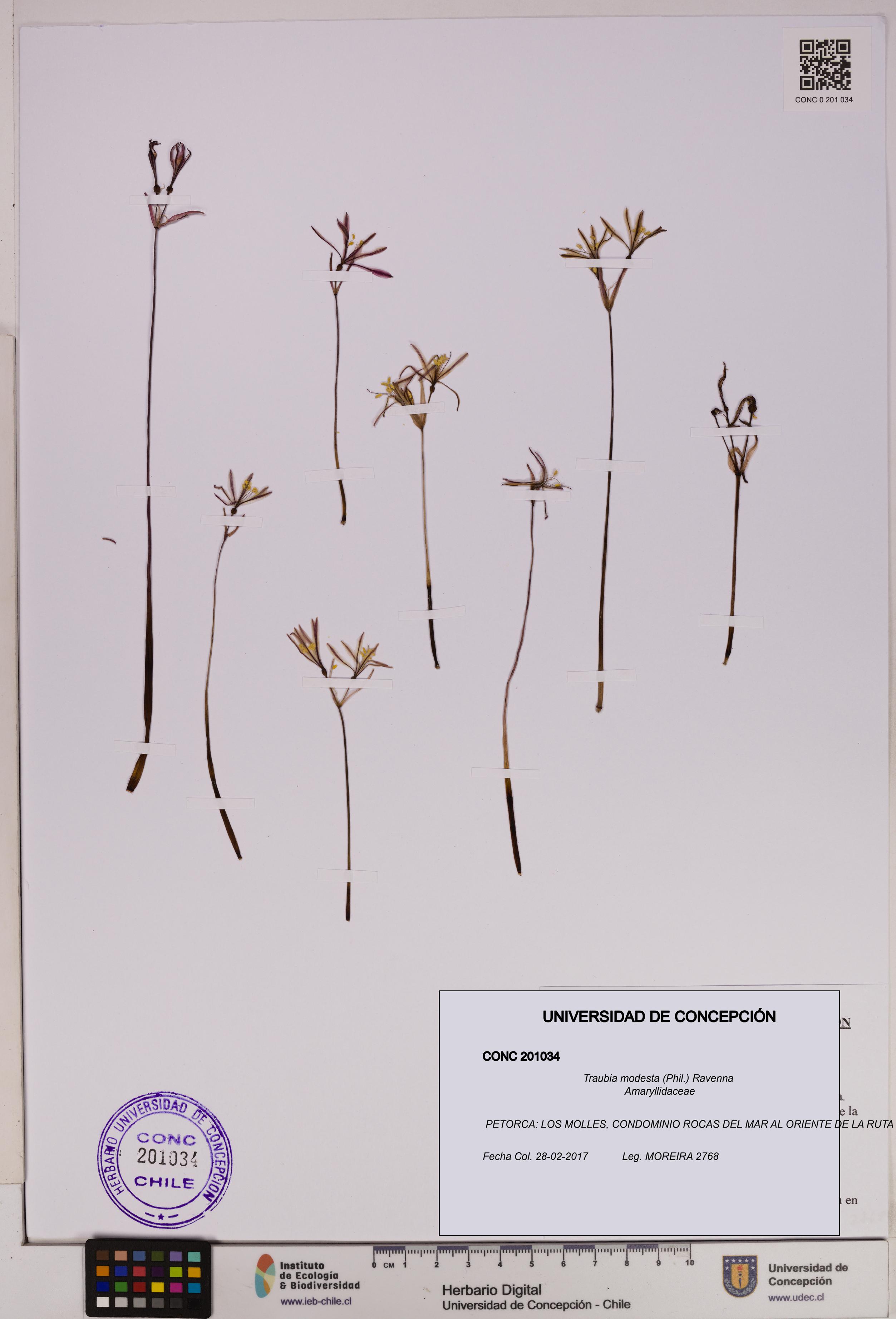 Traubia modesta [Espécimen: UDEC:CONC:0201034]