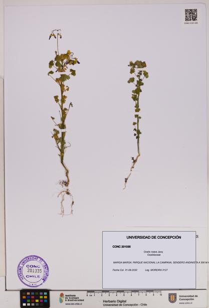 Oxalis rosea [Espécimen: UDEC:CONC:0201035]