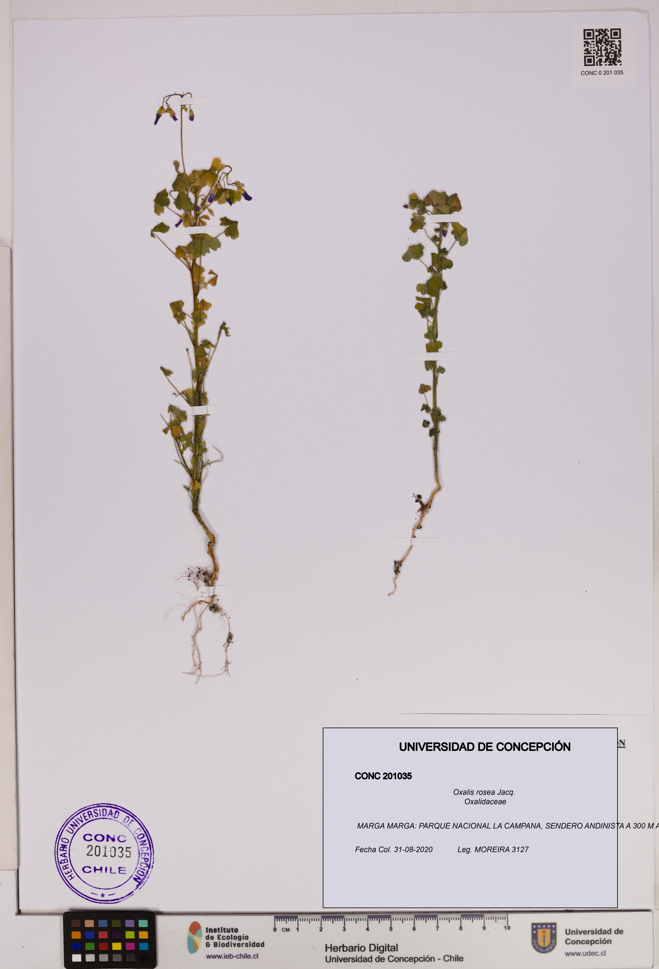 Oxalis rosea [Espécimen: UDEC:CONC:0201035]