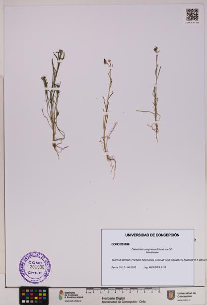 Calandrinia compressa [Espécimen: UDEC:CONC:0201036]