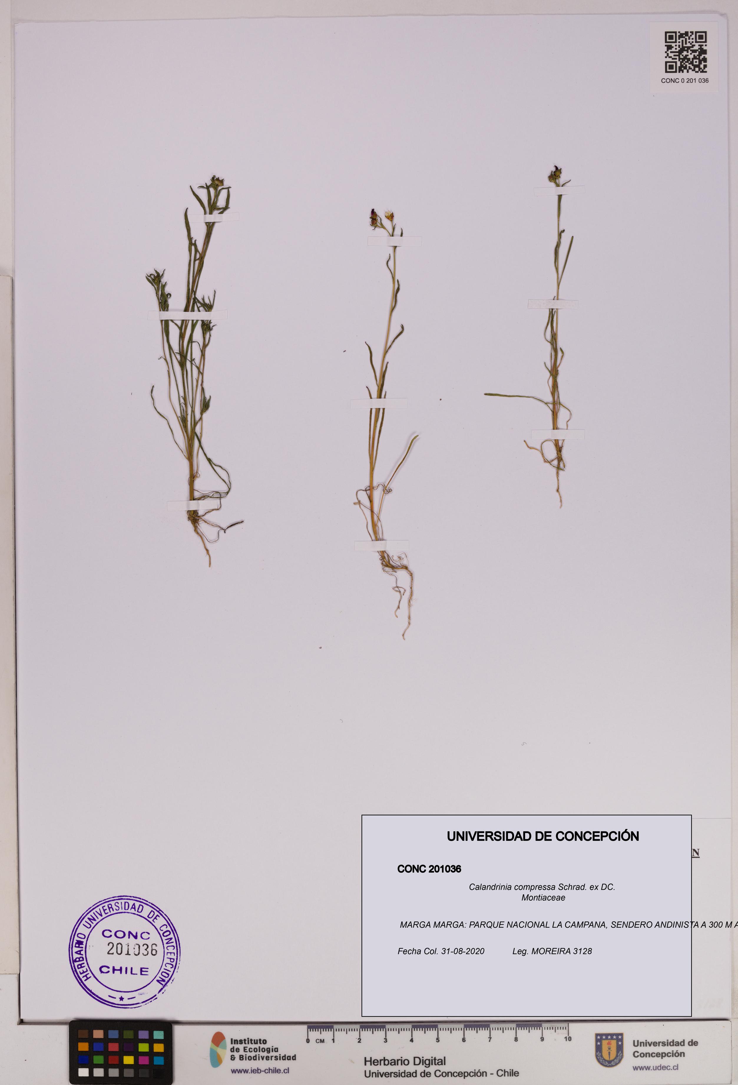 Calandrinia compressa [Espécimen: UDEC:CONC:0201036]