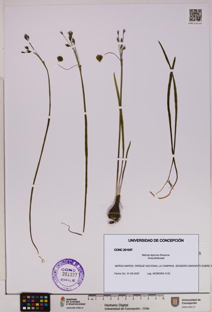 Miersia leporina [Espécimen: UDEC:CONC:0201037]