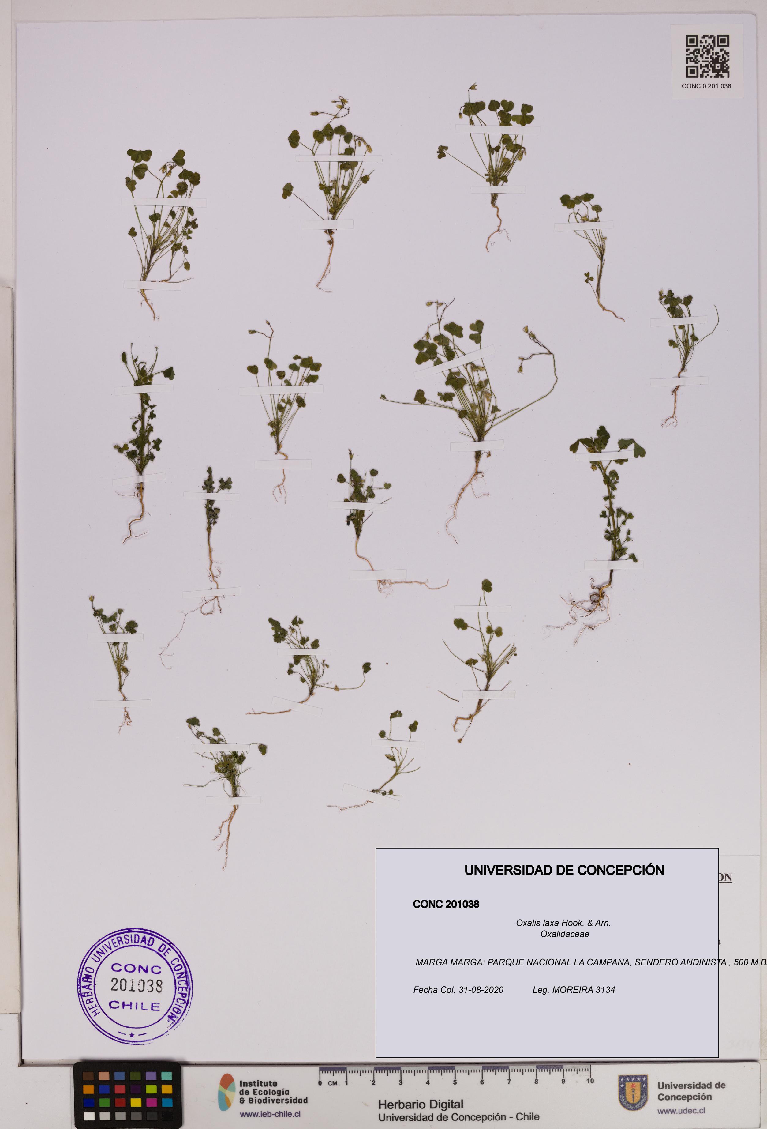 Oxalis laxa [Espécimen: UDEC:CONC:0201038]