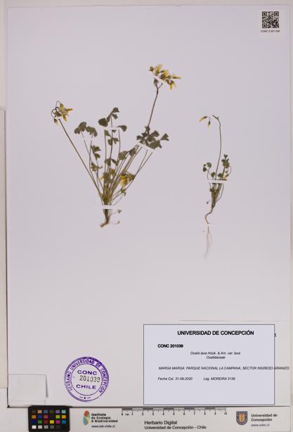 Oxalis laxa var. laxa [Espécimen: UDEC:CONC:0201039]