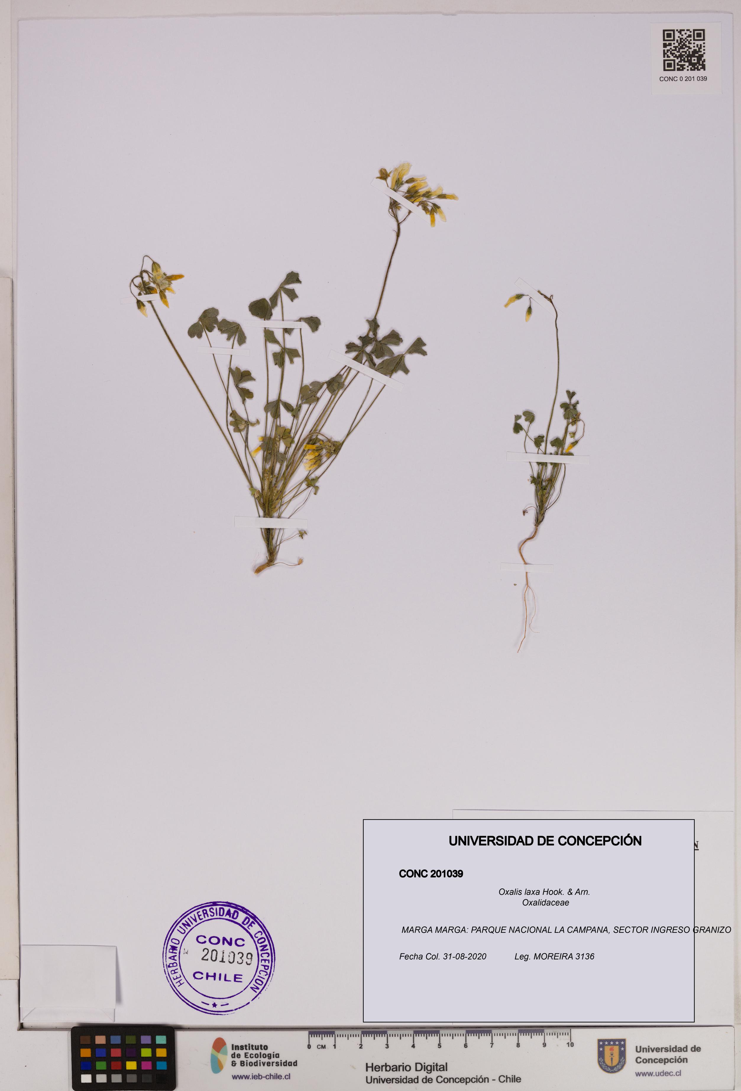 Oxalis laxa [Espécimen: UDEC:CONC:0201039]