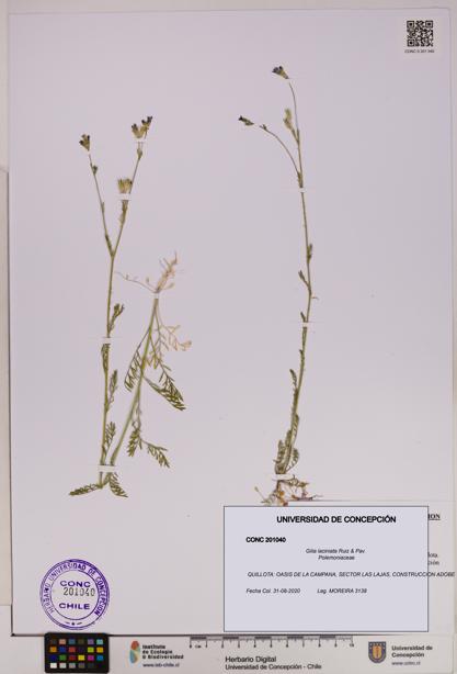 Gilia laciniata [Espécimen: UDEC:CONC:0201040]