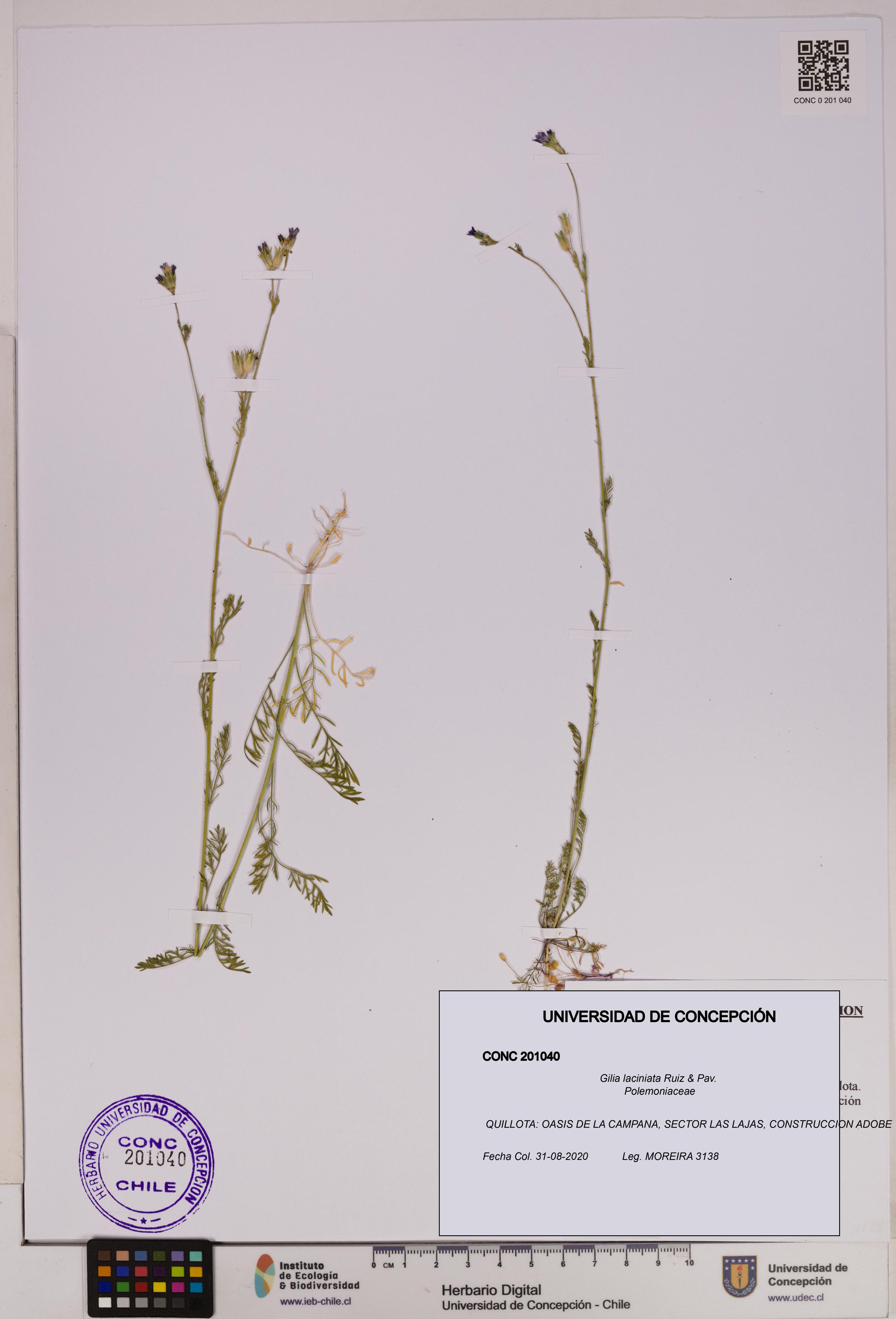 Gilia laciniata [Espécimen: UDEC:CONC:0201040]