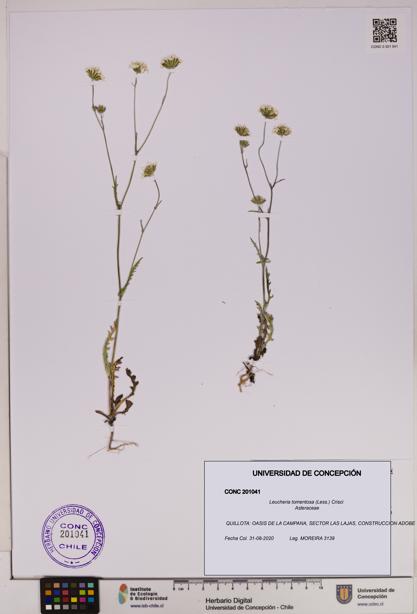 Leucheria tomentosa [Espécimen: UDEC:CONC:0201041]