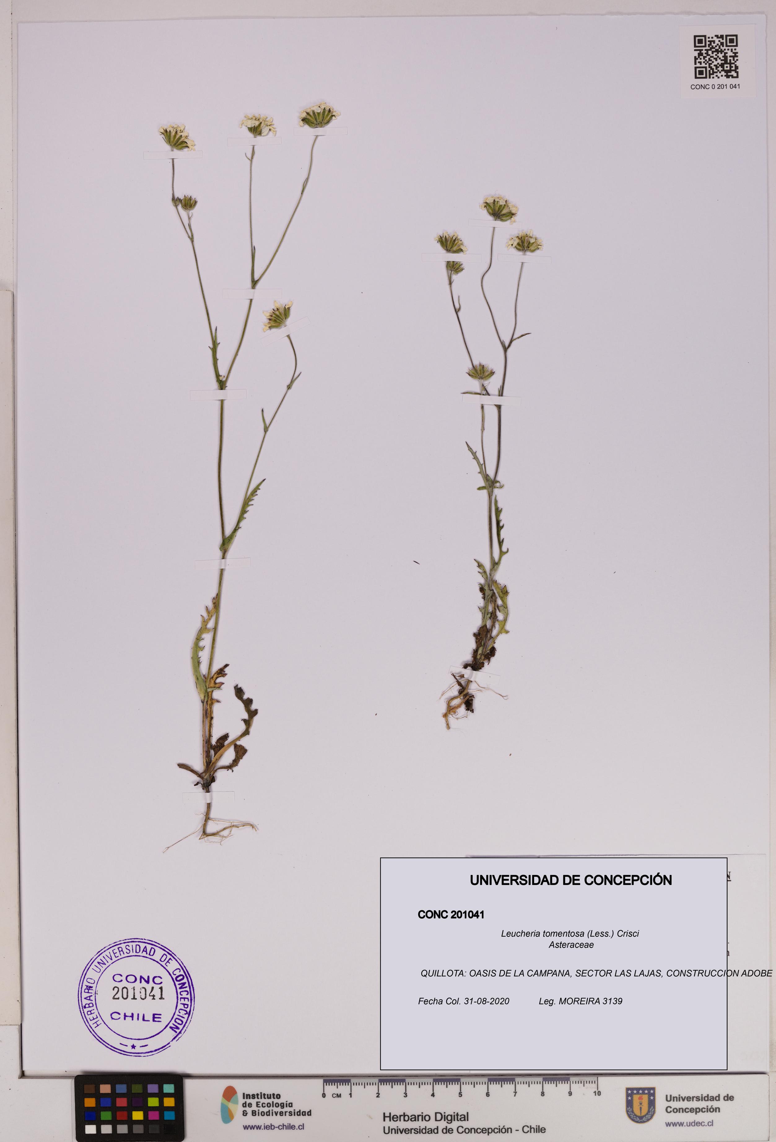 Leucheria tomentosa [Espécimen: UDEC:CONC:0201041]