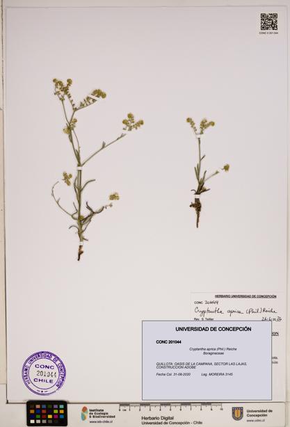Cryptantha aprica [Espécimen: ]