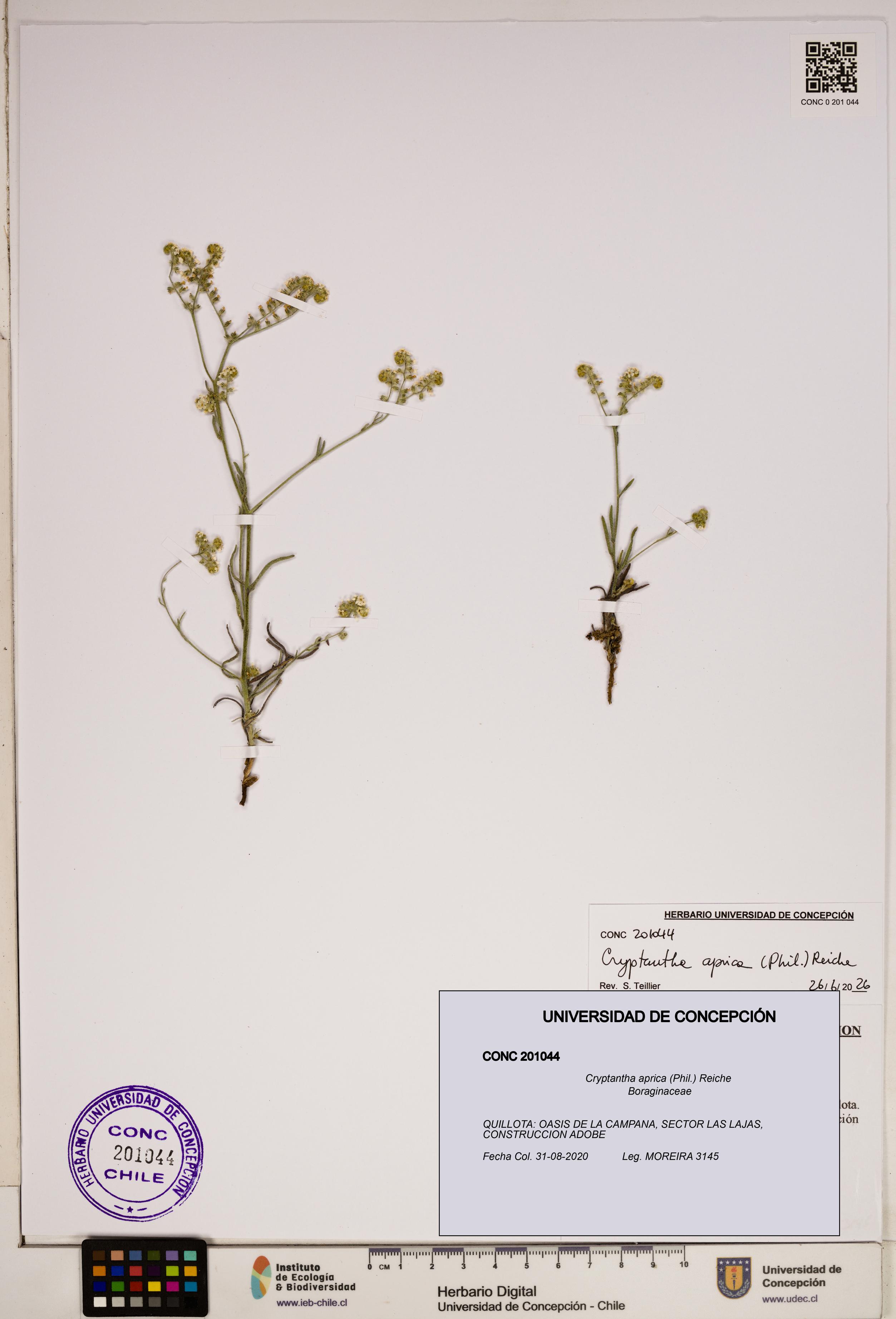 Cryptantha aprica [Espécimen: ]