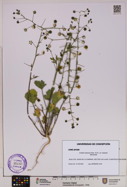 Cristaria dissecta var. dissecta [Espécimen: UDEC:CONC:0201045]
