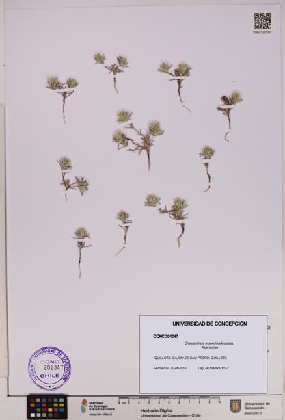 Chaetanthera moenchioides [Espécimen: UDEC:CONC:0201047]