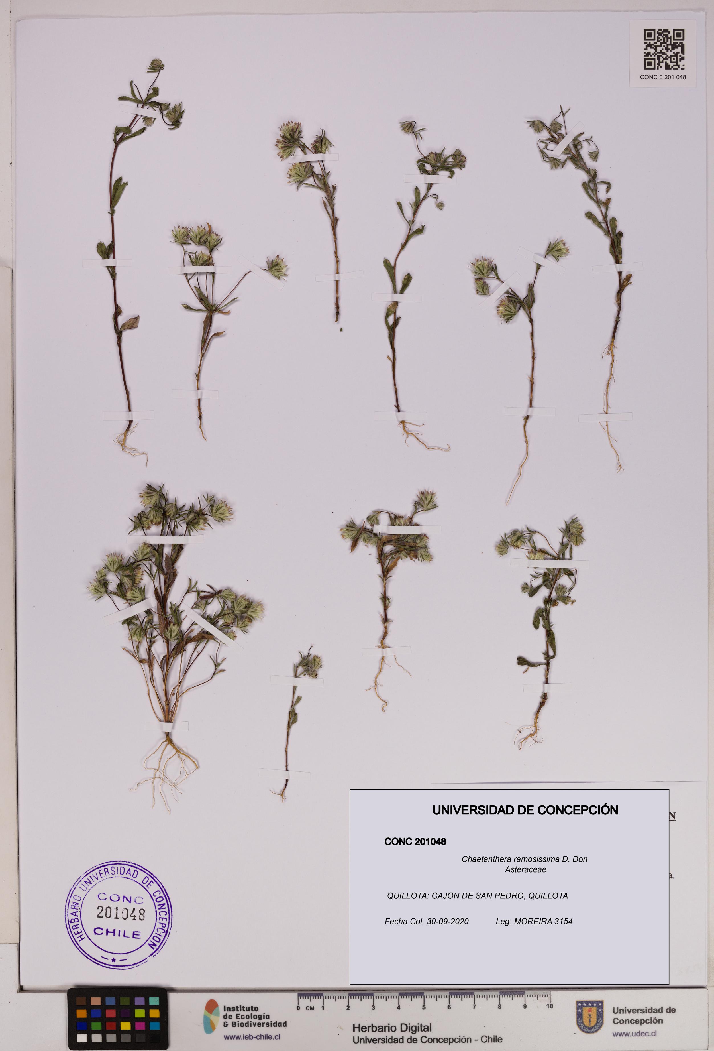 Chaetanthera ramosissima [Espécimen: UDEC:CONC:0201048]