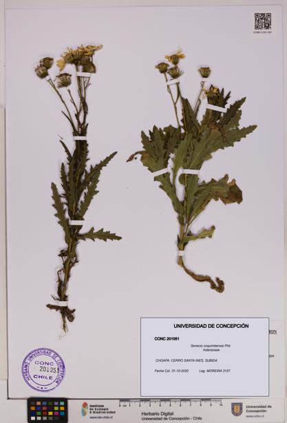 Senecio coquimbensis [Espécimen: UDEC:CONC:0201051]