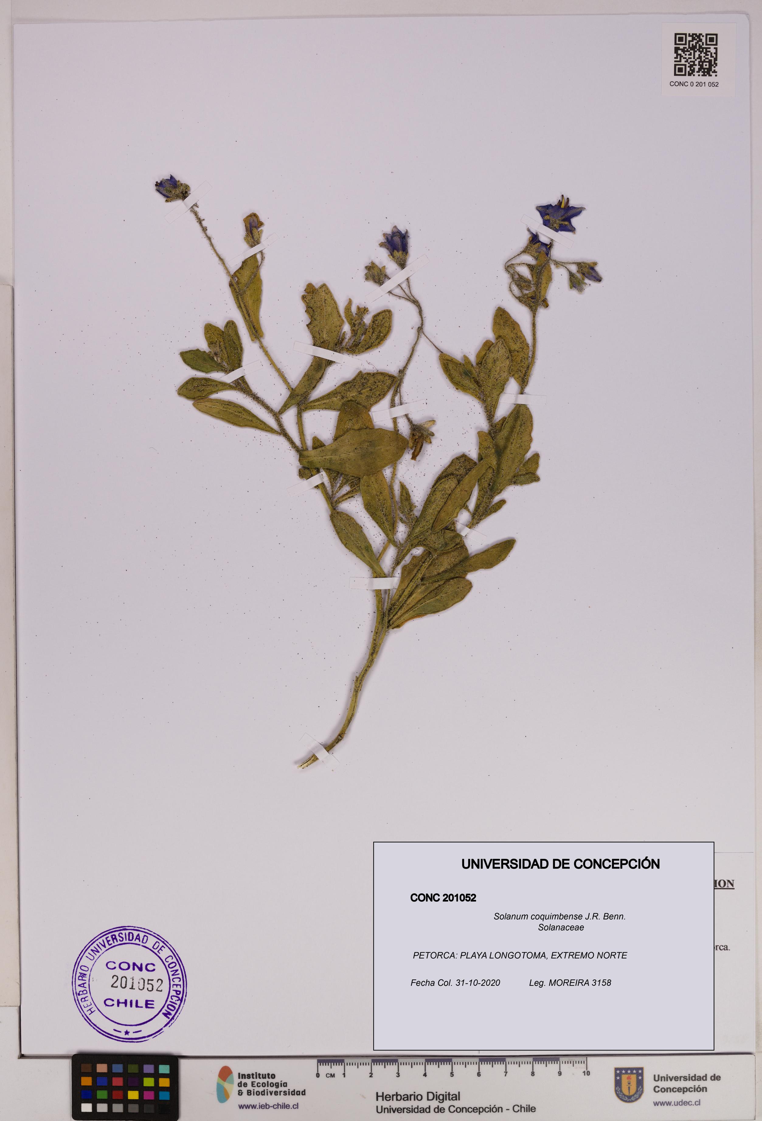 Solanum coquimbense [Espécimen: UDEC:CONC:0201052]
