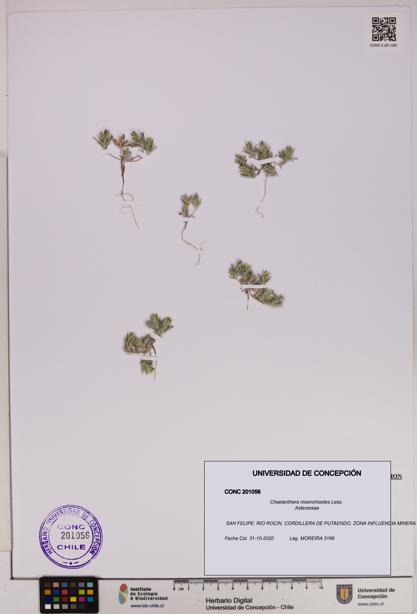 Chaetanthera moenchioides [Espécimen: UDEC:CONC:0201056]