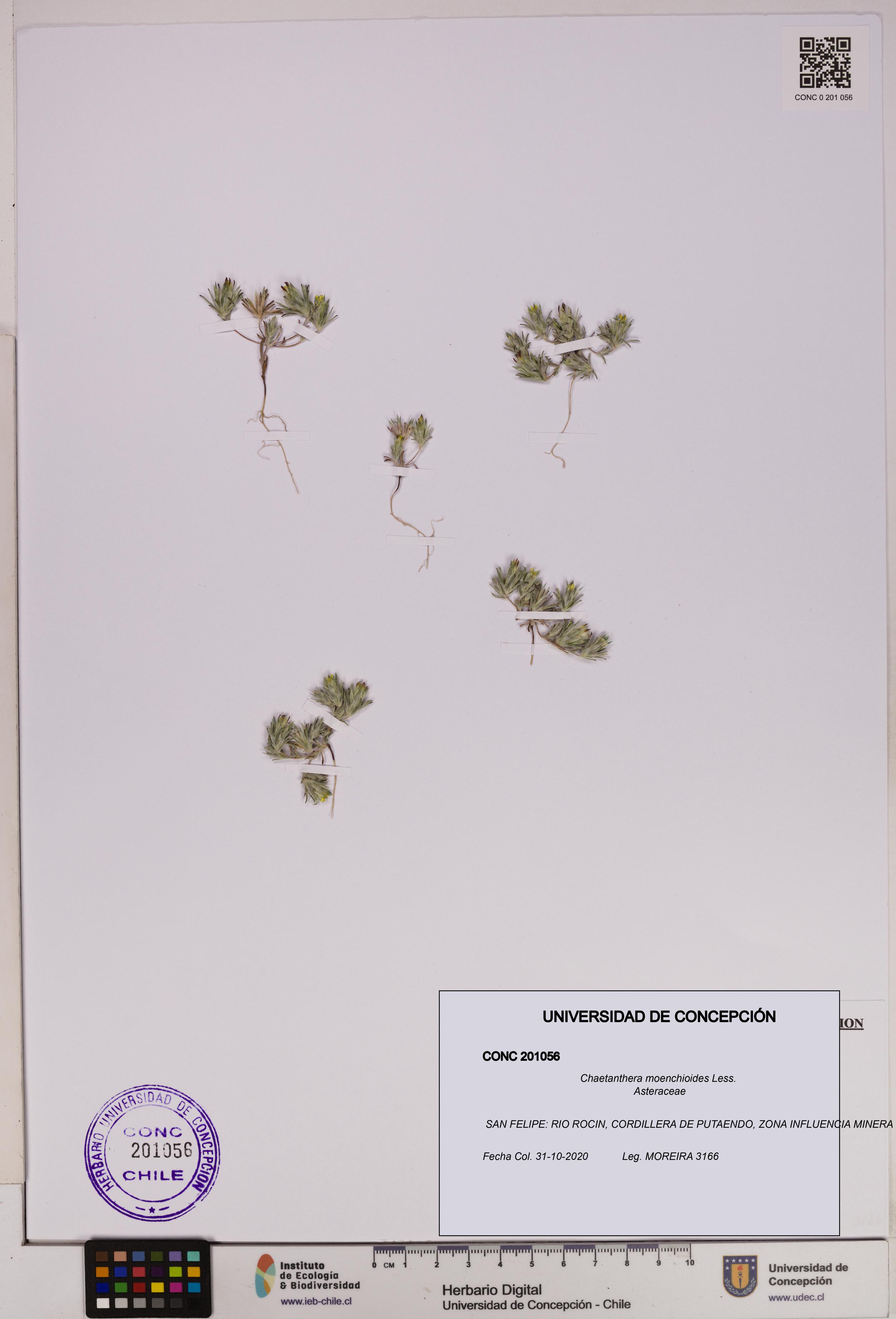 Chaetanthera moenchioides [Espécimen: UDEC:CONC:0201056]