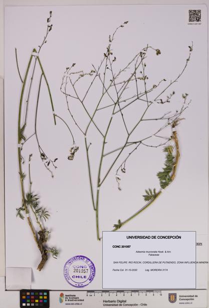 Adesmia mucronata [Espécimen: UDEC:CONC:0201057]