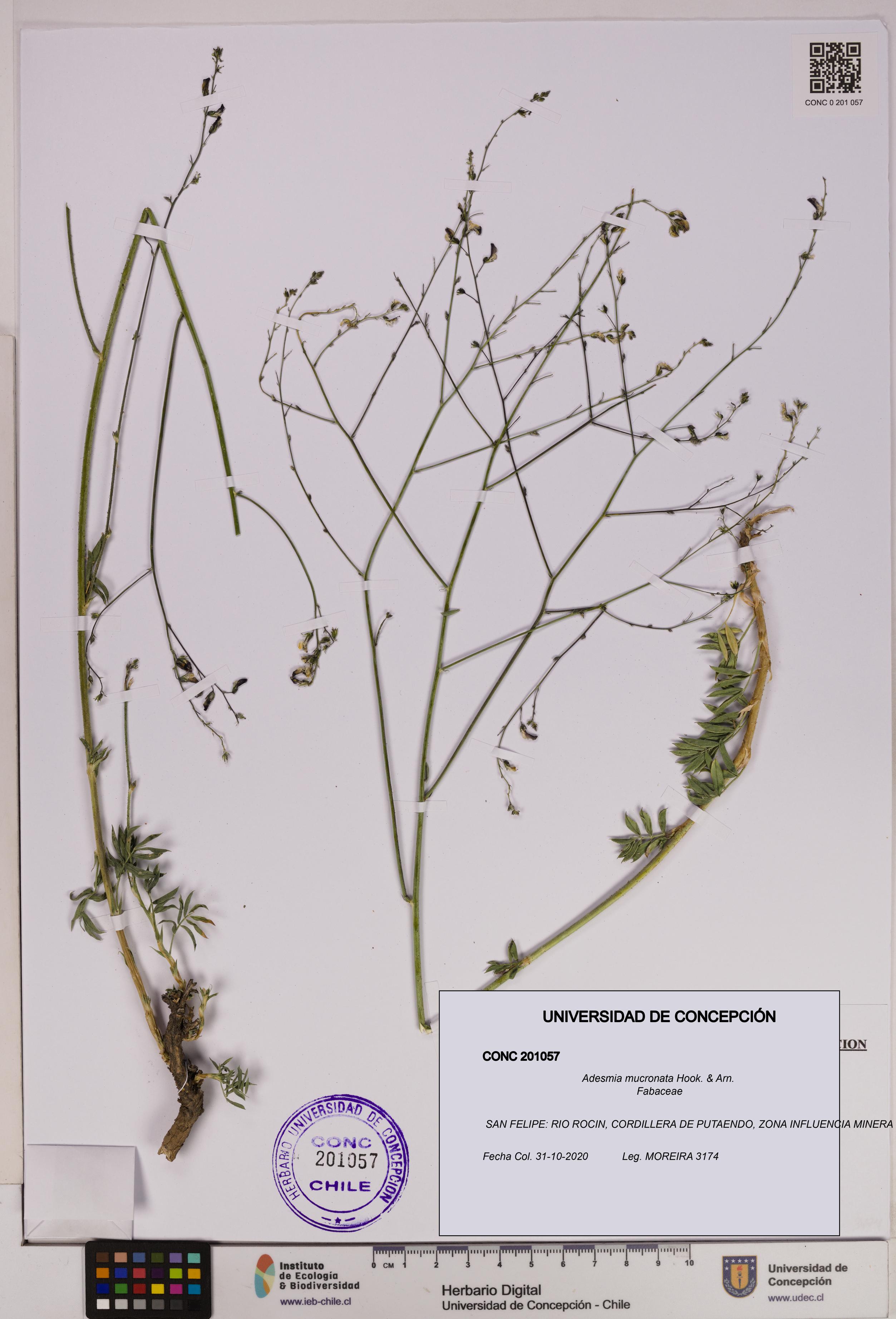 Adesmia mucronata [Espécimen: UDEC:CONC:0201057]