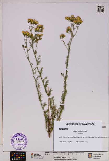 Senecio microphyllus [Espécimen: UDEC:CONC:0201058]