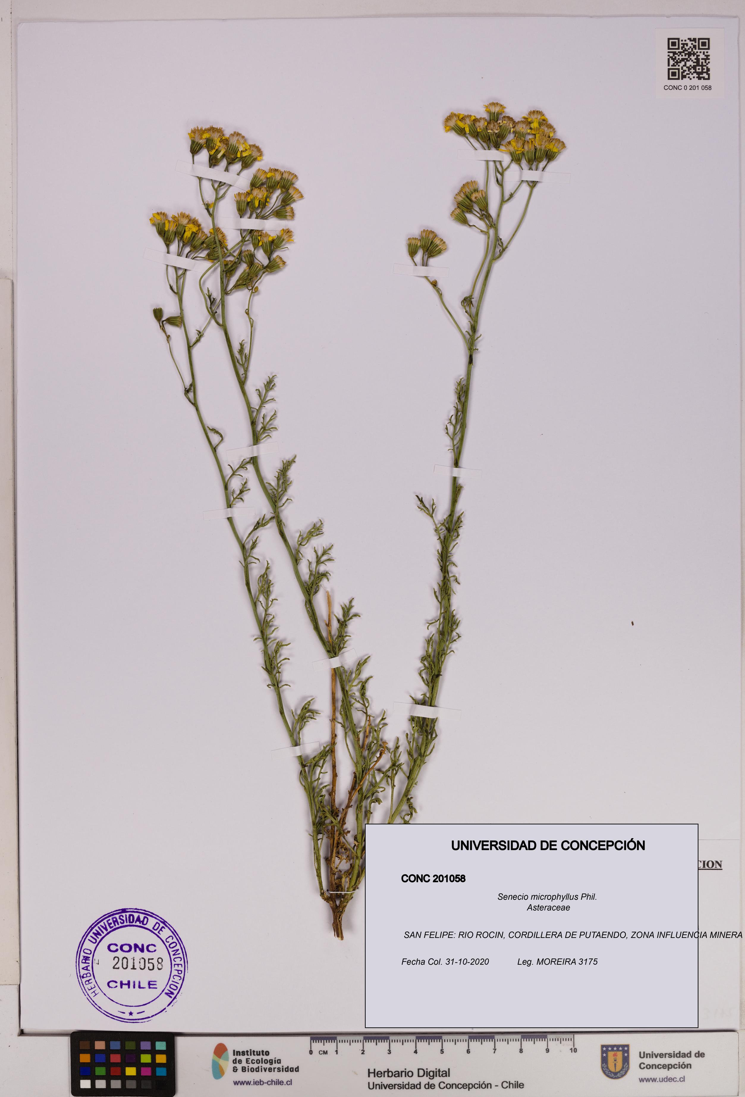 Senecio microphyllus [Espécimen: UDEC:CONC:0201058]