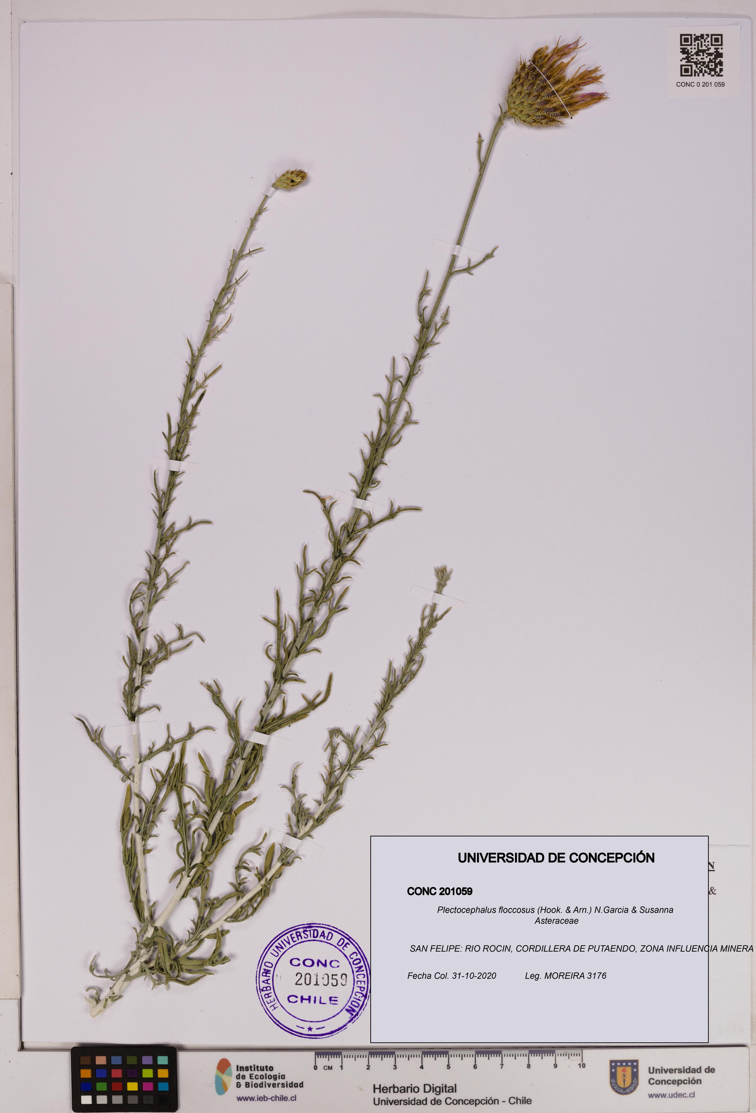 Plectocephalus floccosus [Espécimen: UDEC:CONC:0201059]