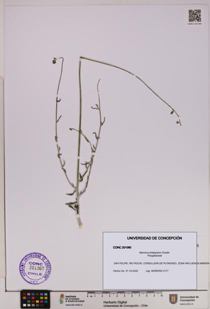 Monnina philippiana [Espécimen: UDEC:CONC:0201060]