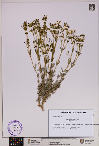 Calceolaria segethii [Espécimen: UDEC:CONC:0201061]