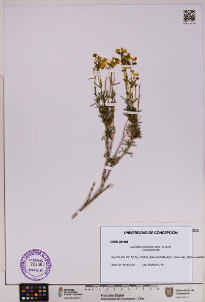 Calceolaria hypericina [Espécimen: UDEC:CONC:0201063]