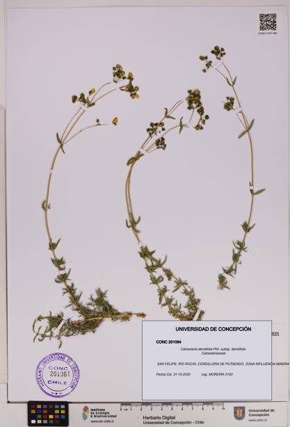 Calceolaria densifolia subsp. densifolia [Espécimen: UDEC:CONC:0201064]