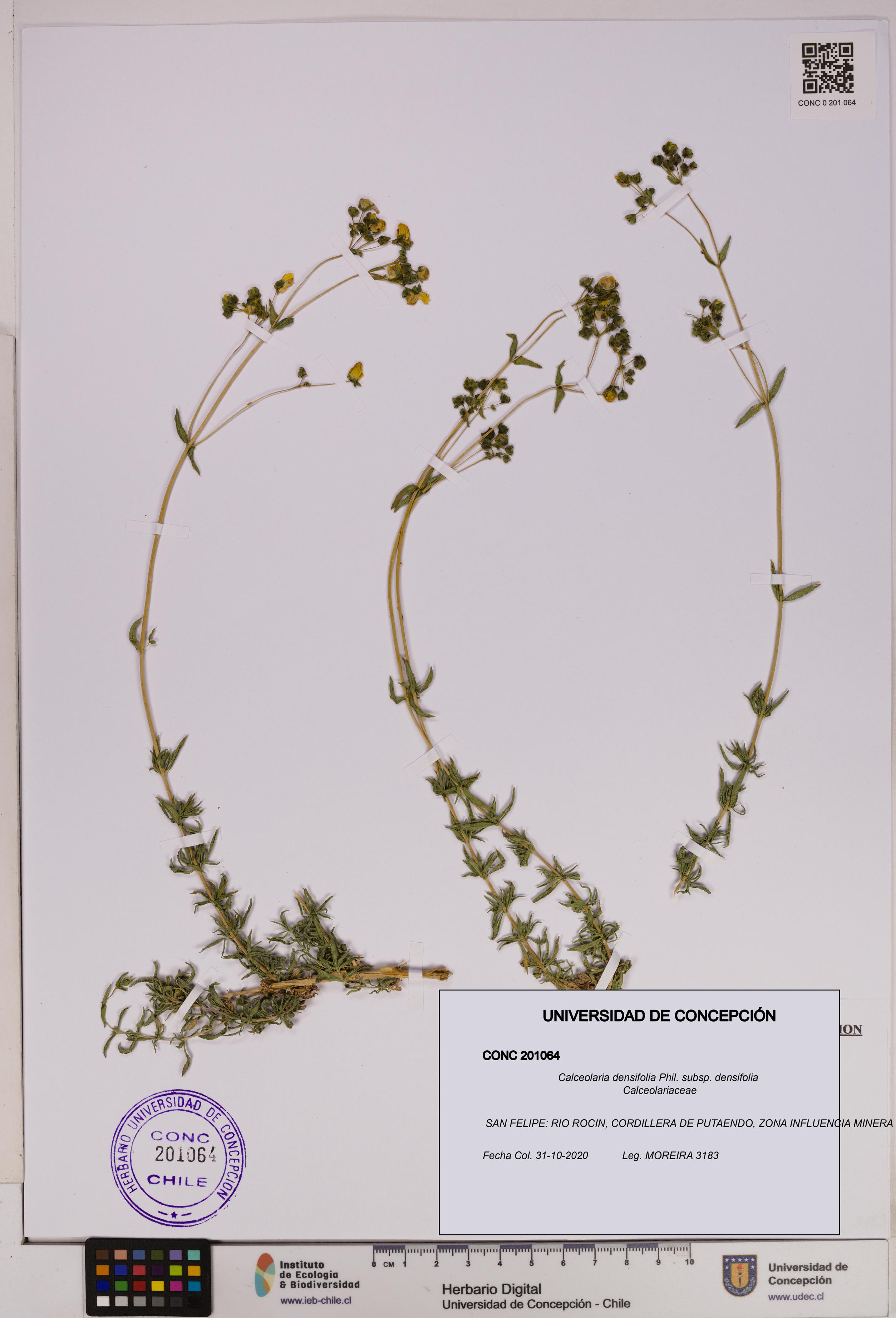 Calceolaria densifolia subsp. densifolia [Espécimen: UDEC:CONC:0201064]