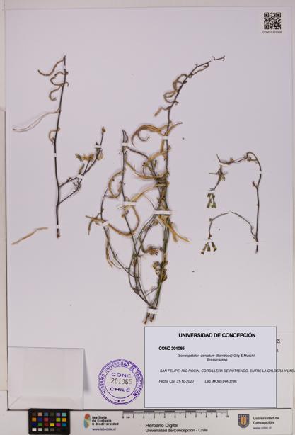 Schizopetalon dentatum [Espécimen: UDEC:CONC:0201065]