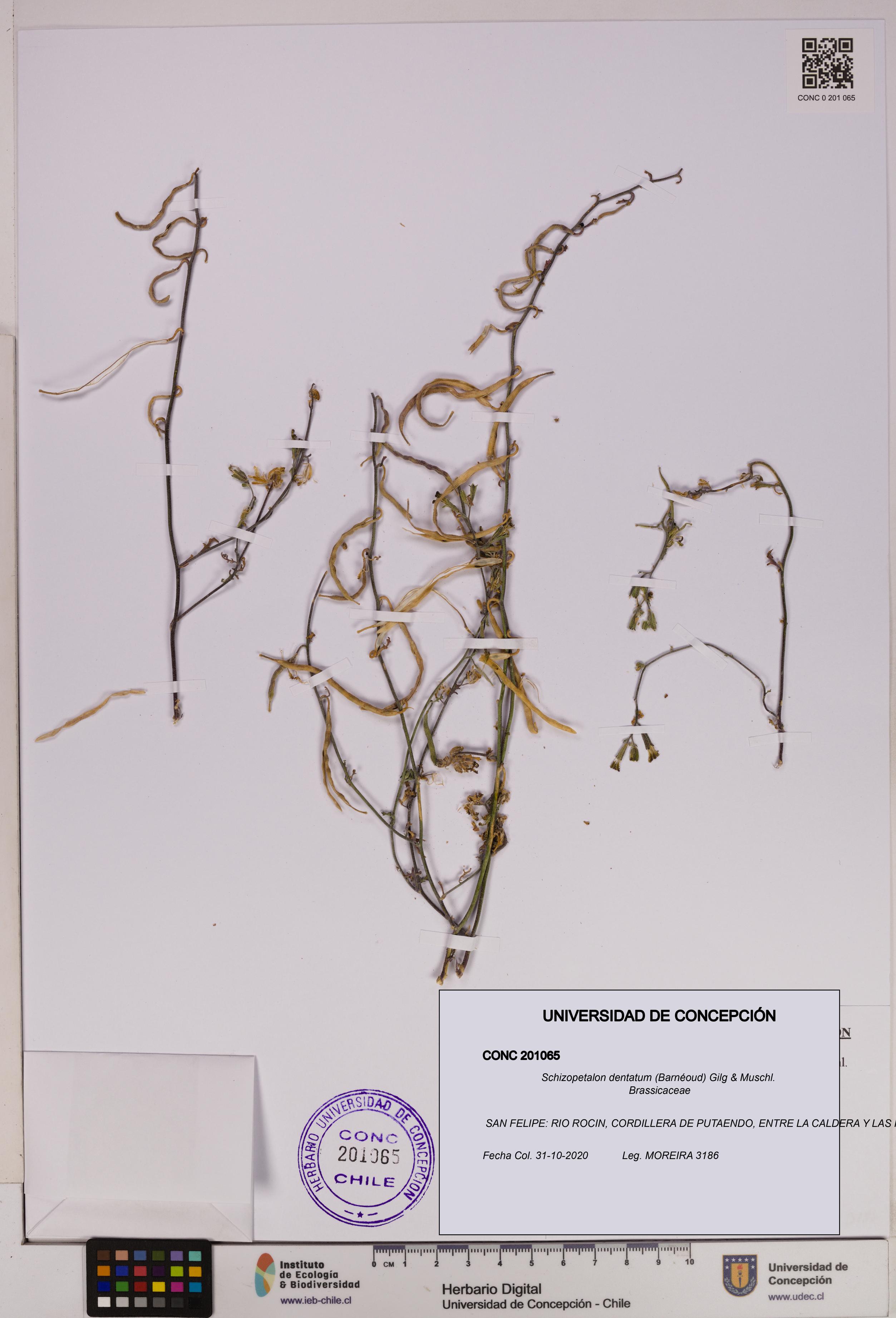 Schizopetalon dentatum [Espécimen: UDEC:CONC:0201065]