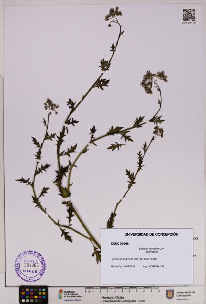 Solanum pinnatum [Espécimen: UDEC:CONC:0201066]