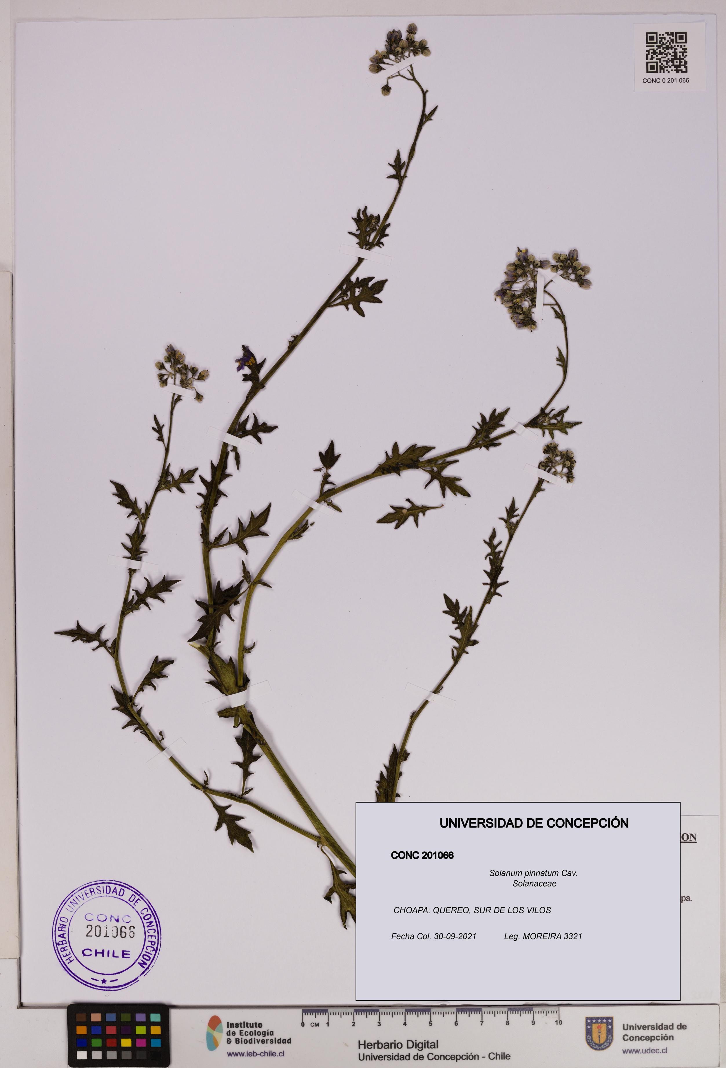 Solanum pinnatum [Espécimen: UDEC:CONC:0201066]