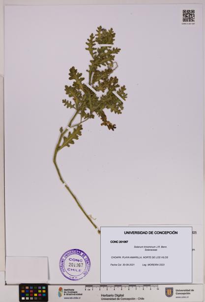 Solanum trinominum [Espécimen: UDEC:CONC:0201067]