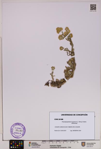 Pseudognaphalium gayanum [Espécimen: UDEC:CONC:0201068]