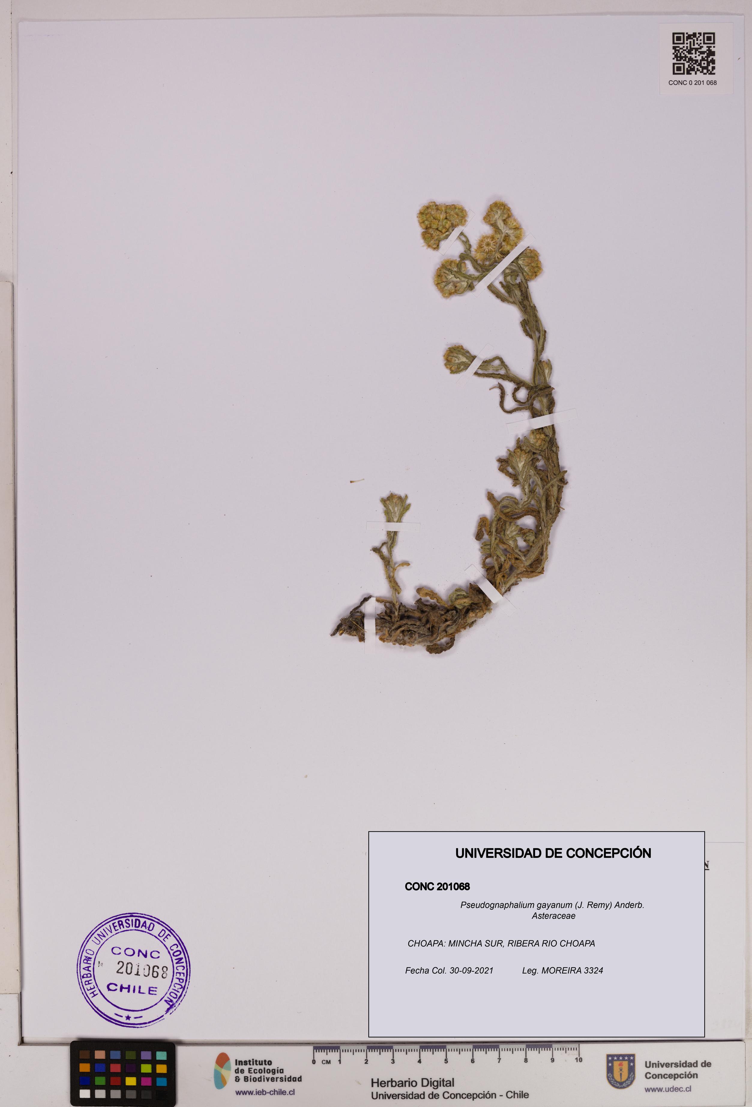 Pseudognaphalium gayanum [Espécimen: UDEC:CONC:0201068]