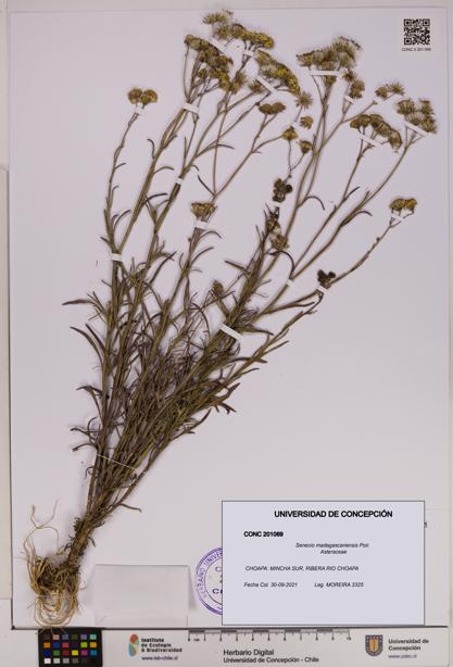 Senecio madagascariensis [Espécimen: UDEC:CONC:0201069]