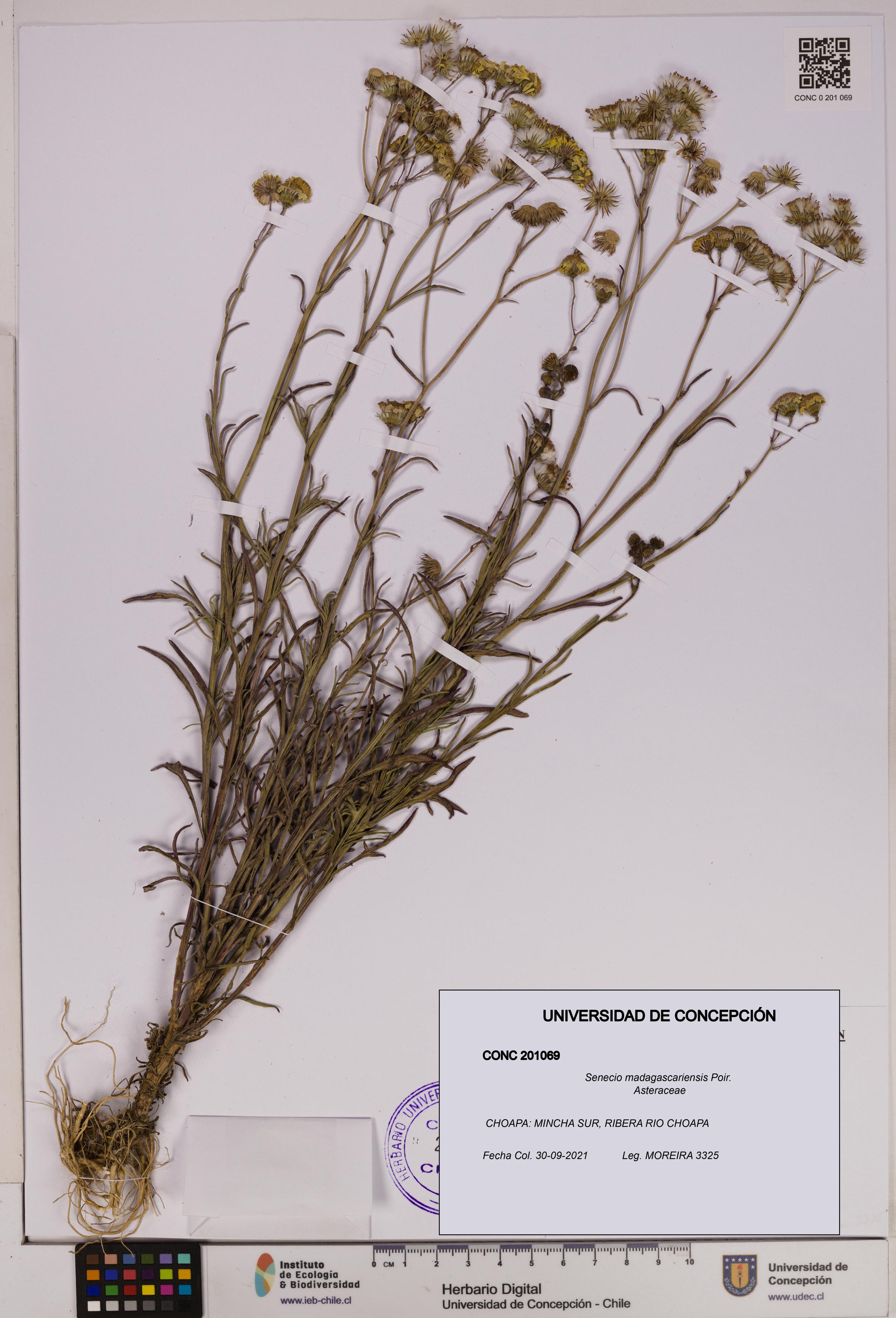 Senecio madagascariensis [Espécimen: UDEC:CONC:0201069]